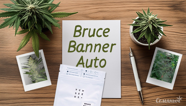 Выращивание сорта Bruce Banner Auto fem от Семяныча