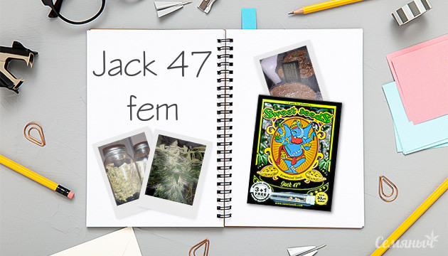 Гроурепорт сорта Jack 47 fem от Sweet Seeds