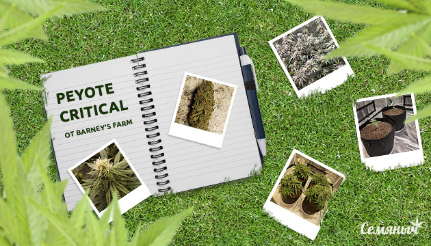 Гроурепорт сорта Peyote Critical