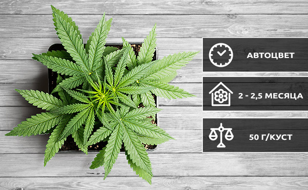 Особенности психоделических автоцветущих сортов конопли