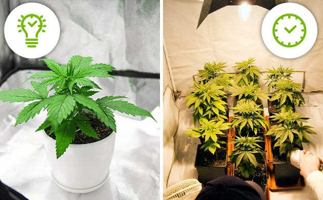 Урожайность автоцветов