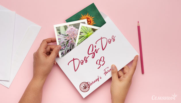 Гроурепорт сорта Dos Si Dos 33