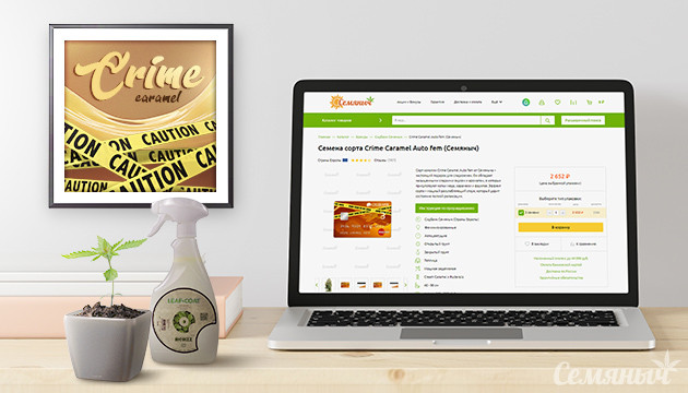 Гроурепорт сорта Crime Caramel Auto fem от Семяныча