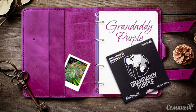 Гроурепорт сорта Grandaddy Purple
